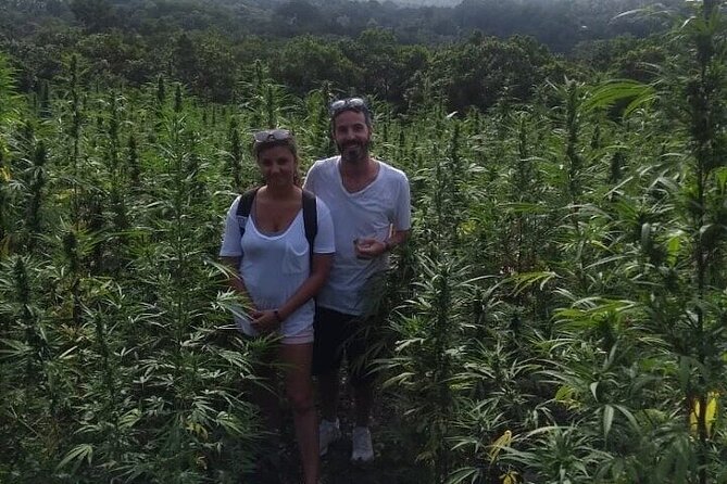 Jamaica Farm Private Dispensary Tour Montego Bay - What this Montego Bay farm tour is really about
