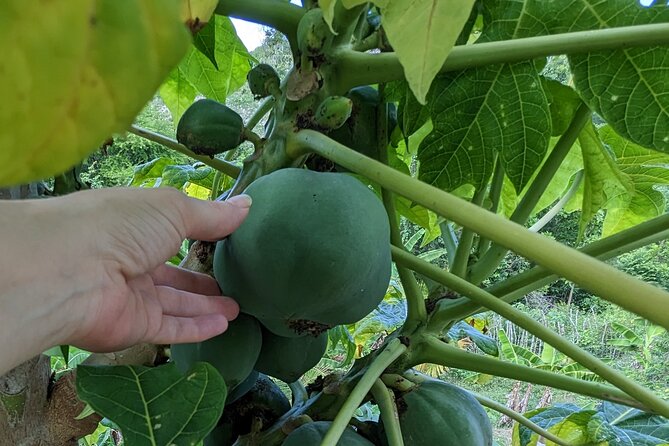 Jamaican Roots Tropical Farm Tour - Taste & Explore (Negril) 2hr - Pickup, timing, and group size