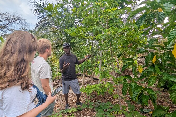 Jamaican Roots Tropical Farm Tour - Taste & Explore (Negril) 2hr - A relaxed pace, with shade and mountain air