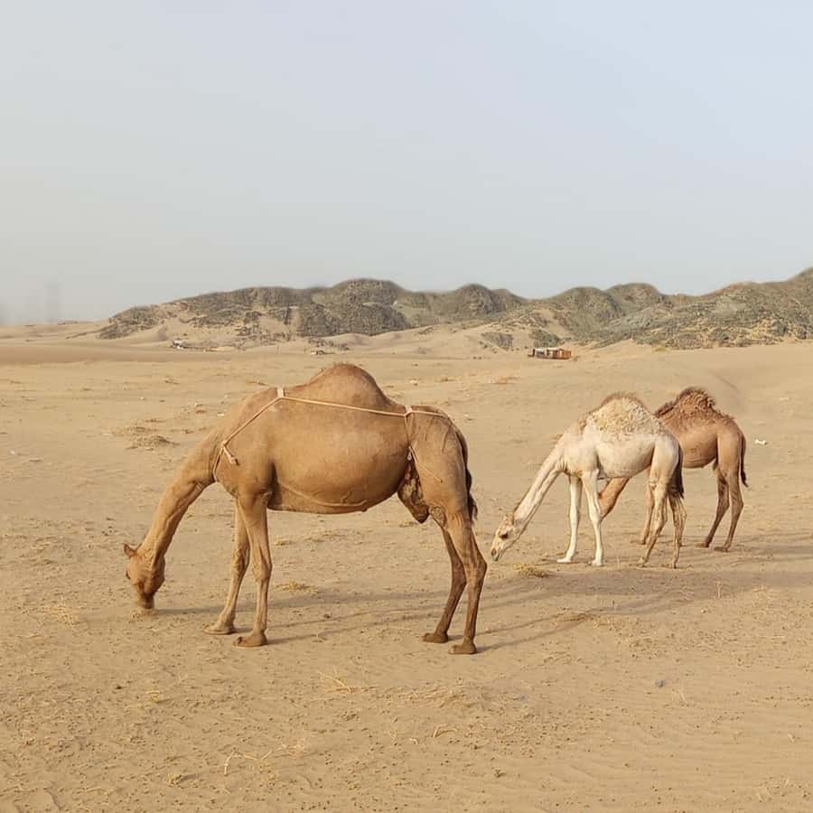 Jeddah Desert Safari: Quad Biking, Camel Farm & Sunset Views - Meeting the camels at a local farm