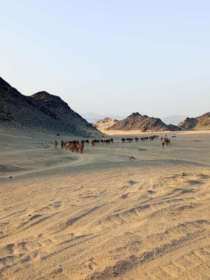 Jeddah Desert Safari: Quad Biking, Camel Farm & Sunset Views - What the guide adds to the experience