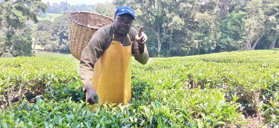 Kaimbethu tea farm tour and lunch package - Who will enjoy this farm visit?