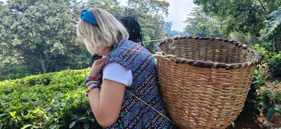 Kaimbethu tea farm tour and lunch package - Should you book the Kiambethu Tea Farm tour?