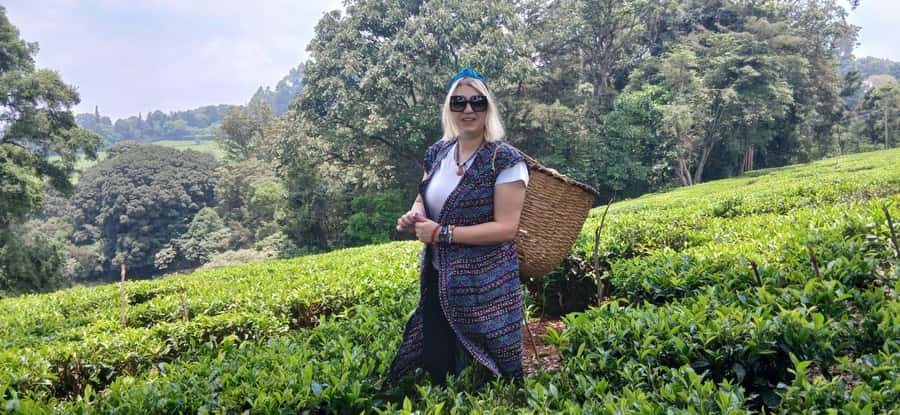 Kaimbethu tea farm tour and lunch package - The story of tea at Kiambethu