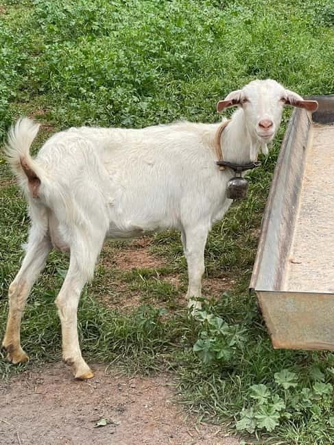 Kalamata: Farm-to-Table Experience with Cooking - A farm day in the heart of Messinia