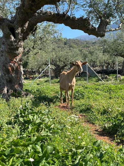 Kalamata: Farm-to-Table Experience with Cooking - Making Sfela and Anthotyro cheese