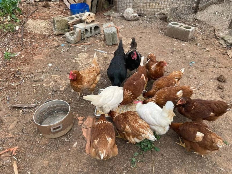 Kalamata: Farm-to-Table Experience with Cooking - Who will enjoy Mama Gaia most