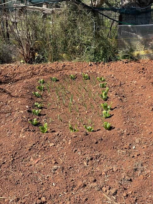 Kalamata: Farm-to-Table Experience with Cooking - Picking the ingredients for lunch