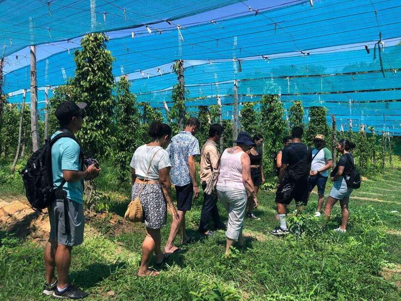 Kampot Pepper Farm, Salt Fields, Crab Market from Phnom Penh - Key points to know before you go