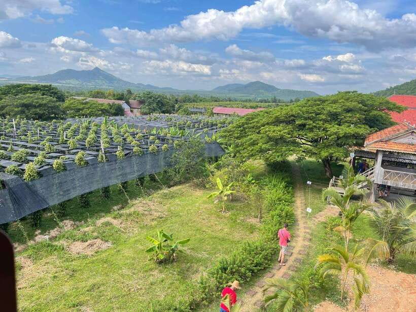 Kampot Pepper Farm, Salt Fields, Crab Market from Phnom Penh - Phnom Chhngok Cave and its limestone formations