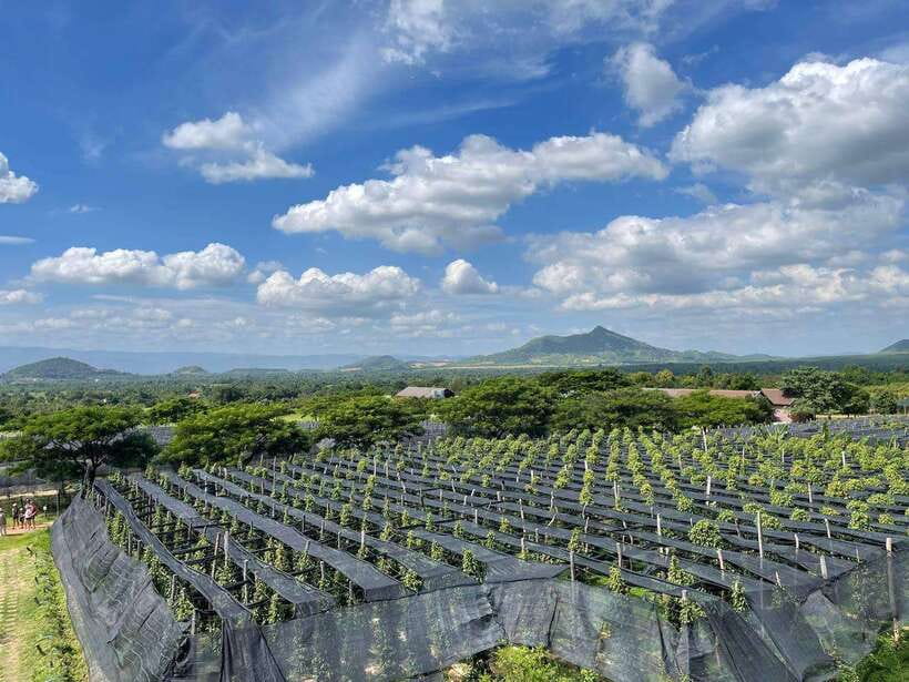 Kampot Pepper Farm, Salt Fields, Crab Market from Phnom Penh - Who should book this Kampot and Kep outing?