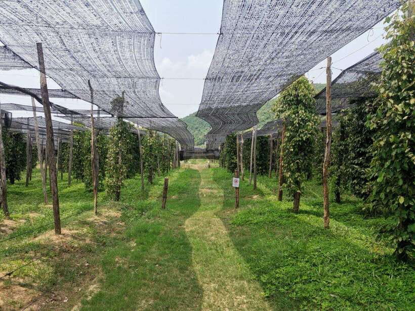 Kampot Pepper Farm Tour: Salt Fields, La Plantation & Cave - A quiet break at Brateak Krola Lake