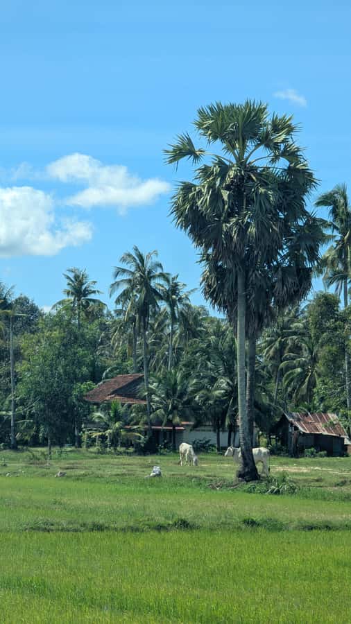 Kampot Private Tour: Pepper Farm, Salt Field & Secret Lake - Secret Lake at Bratek Krola Reservoir