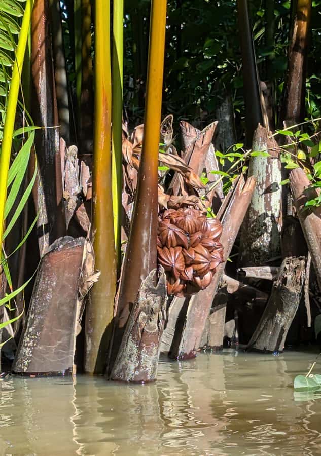 Kampot's Countryside & Kayak Tour, Pepper Farm include Lunch - What you learn at a Kampot pepper farm
