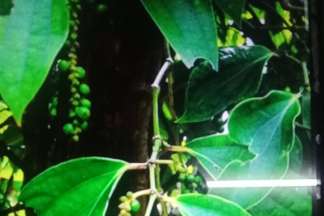 KAMPOT TRAVEL-Pepper farm. Cave.Secret lake-Crab market & Salt... - Why the tuk-tuk format matters
