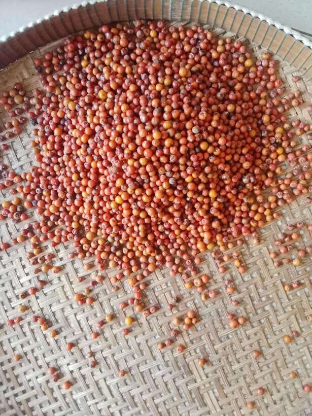 Kampot: Tuk Tuk Trip to Pepper Farm, Kep, Crab Market & More - Key points at a glance