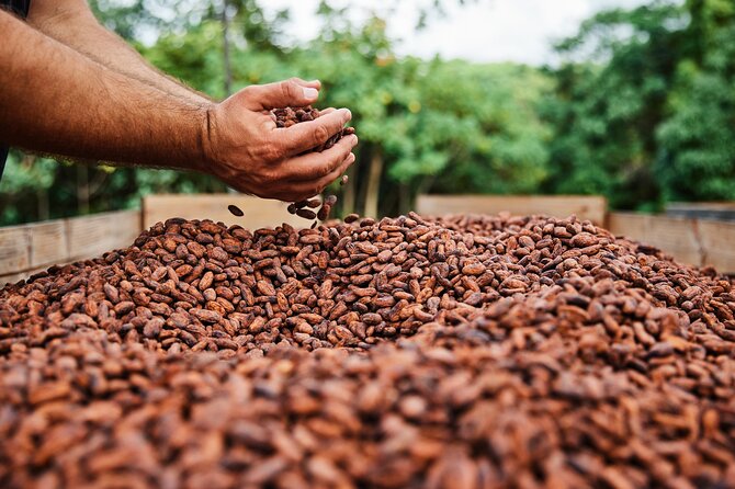Kauai Chocolate Farm Tasting Tour - The tasting: macadamia nuts, bananas, and dark chocolate