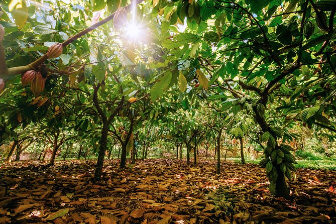 Kauai Chocolate Farm Tasting Tour - Who will enjoy this Kauai chocolate tour