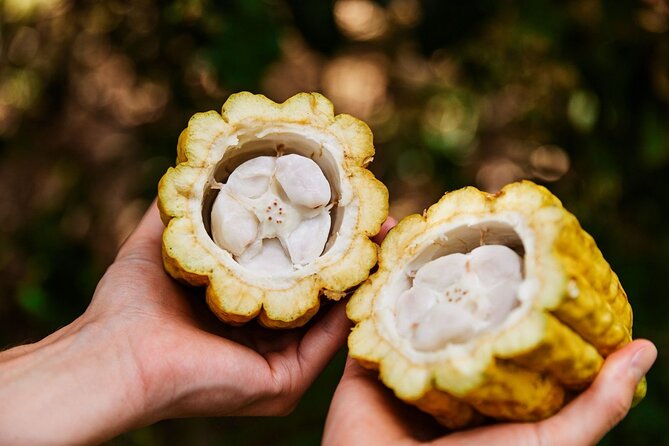 Kauai Chocolate Farm Tasting Tour - Practical planning for your farm visit