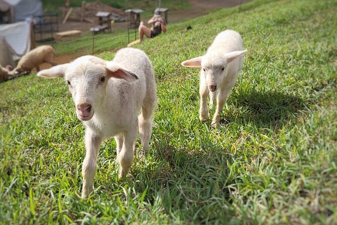 Kauai Private Baby Farm Animal Experience & Micro Dairy Immersion - Meeting the mini cows and smaller farm animals
