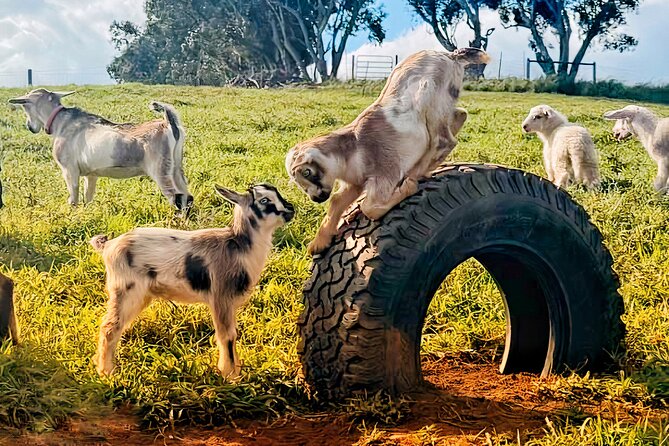 Kauai Private Baby Farm Animal Experience & Micro Dairy Immersion - Timing, driving, and what to wear