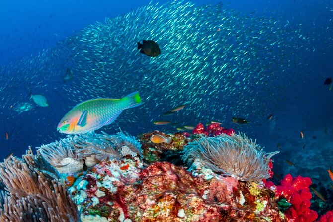 Kayak & Snorkel Champagne Bay, Farm Visit & Hot Springs Soufriere - What the Coulibri Estate farm visit adds