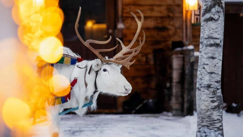 Kemi-Tornio: Reindeer farm experience - Key points to know before booking