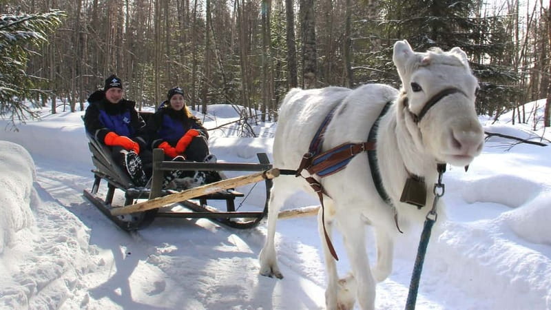 Kemi-Tornio: Reindeer farm experience - Starting at Sea Lapland Safaris in Kemi
