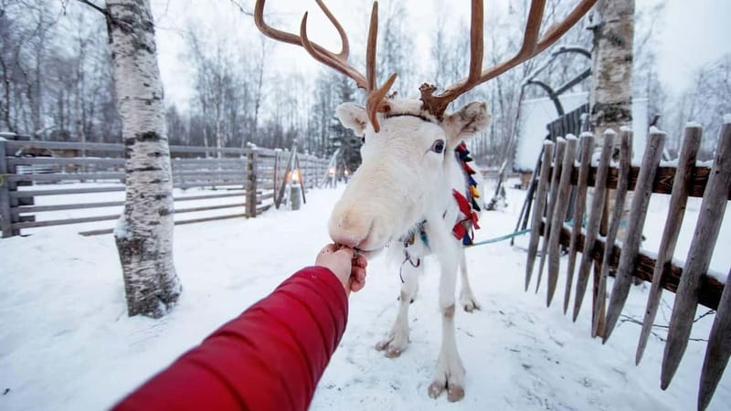 Kemi-Tornio: Reindeer farm experience - Learning the Suopunki, Lapland’s reindeer lasso