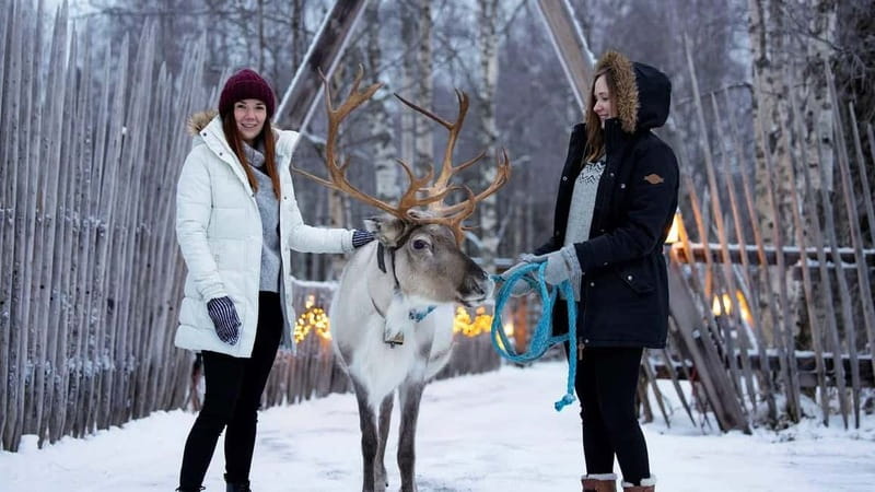 Kemi-Tornio: Reindeer farm experience - Meeting the reindeer and the herder