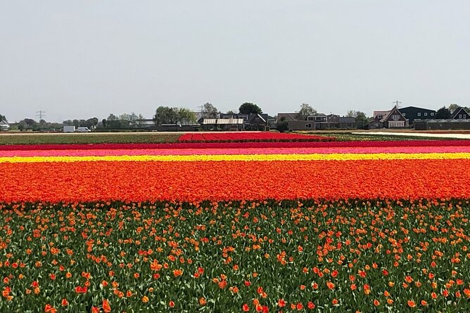 Keukenhof, Tulip Farm, Flower Fields & Zaanse Schans Windmills - Guide Steve and the Private Vehicle