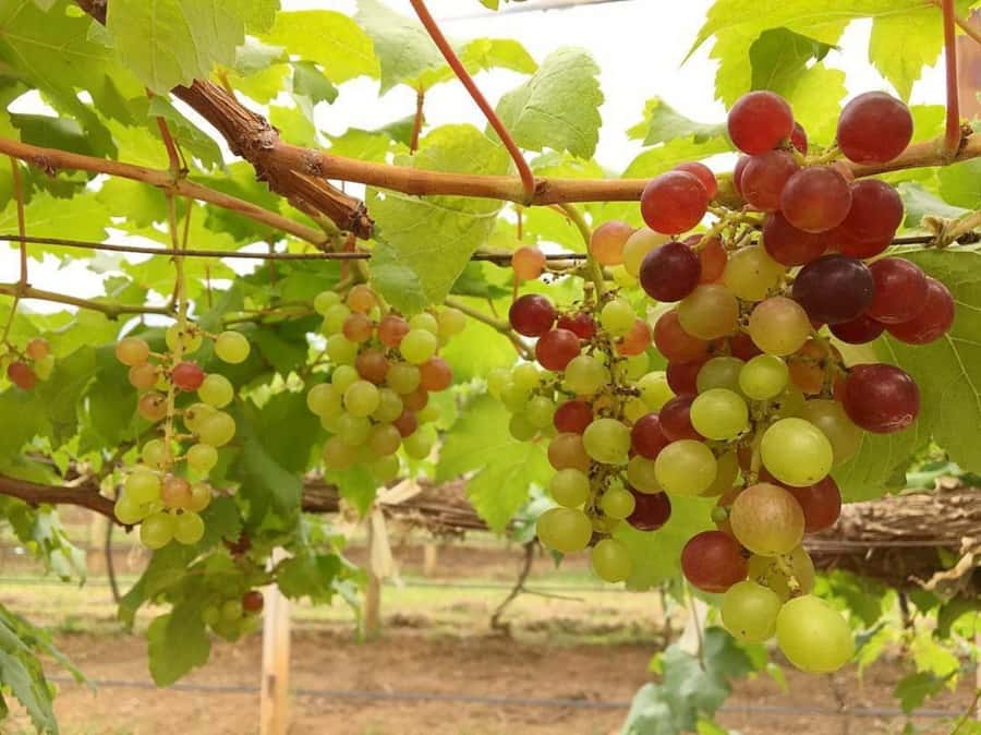 Khao Yai Vineyard Tasting Tour & Horse Farm Visit - Should you book the Khao Yai wine and farm tour?
