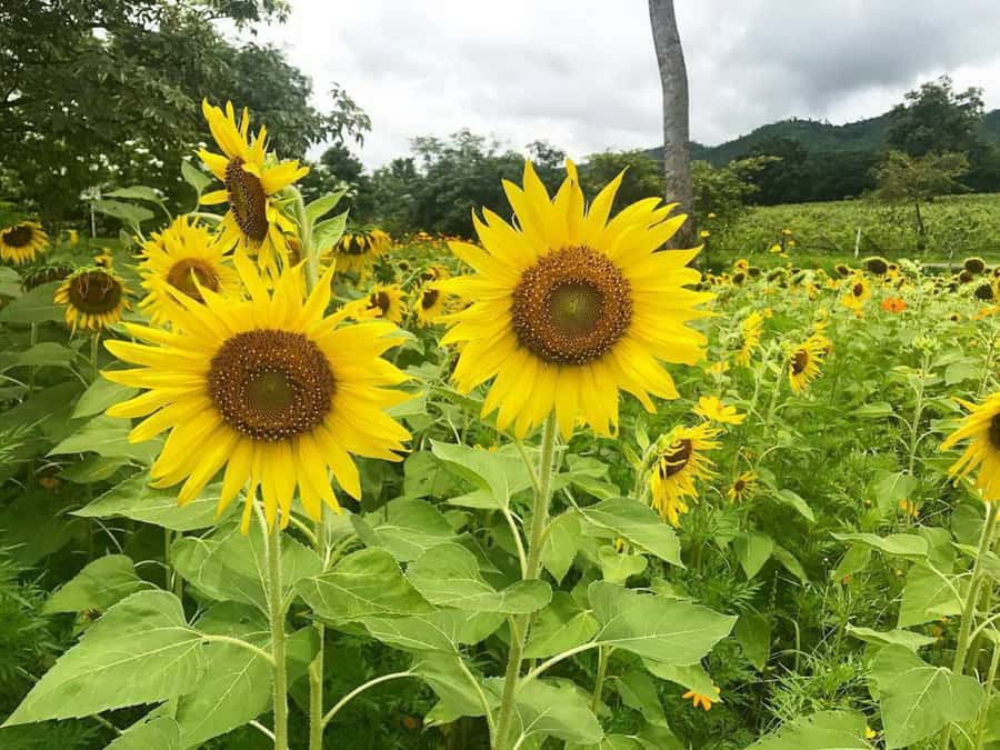 Khao Yai Vineyard Tasting Tour & Horse Farm Visit - Lunch at The Great Hornbill Restaurant