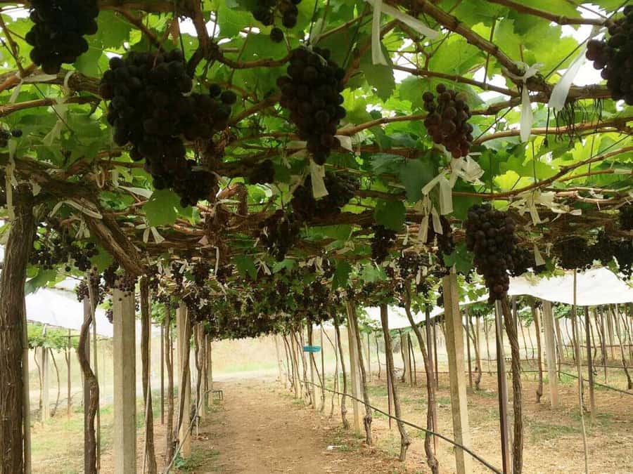 Khao Yai Vineyard Tasting Tour & Horse Farm Visit - Is $189 a fair price?
