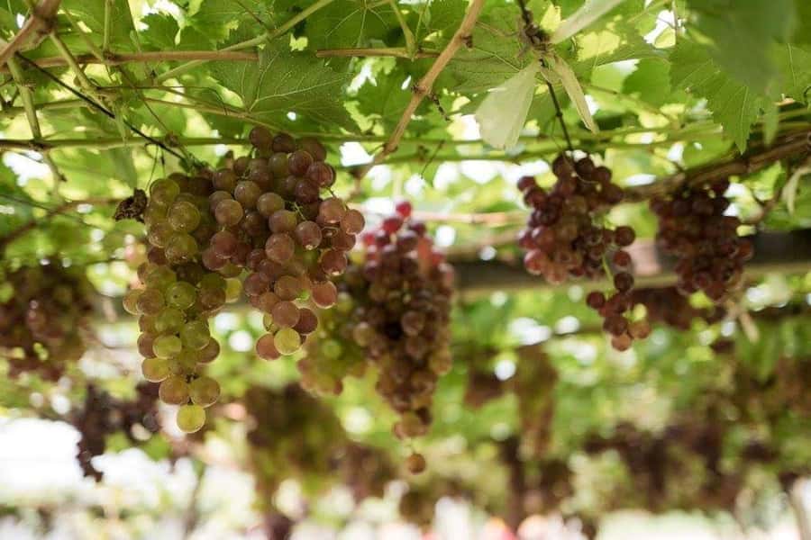 Khao Yai Vineyard Tasting Tour & Horse Farm Visit - Who should book this day trip?