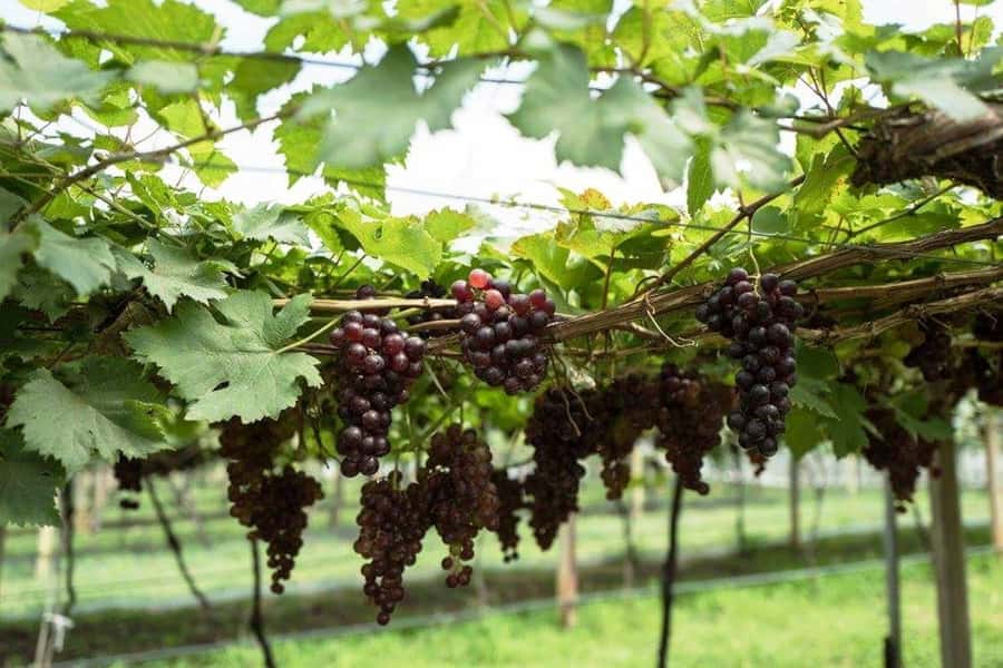 Khao Yai Vineyard Tasting Tour & Horse Farm Visit - Practical clothing and booking advice