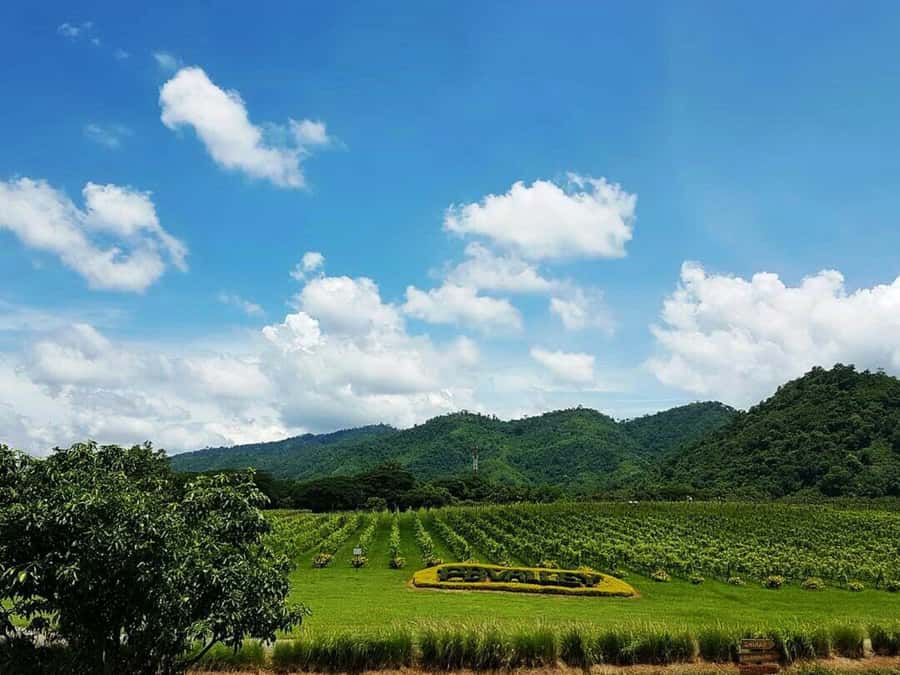 Khao Yai Vineyard Tasting Tour & Horse Farm Visit - Touring PB Valley by tram