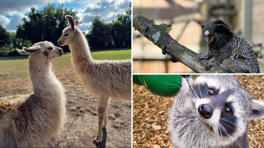 Kildare: Clonfert Farm General Admission Ticket - Why Clonfert Farm works for a family day out