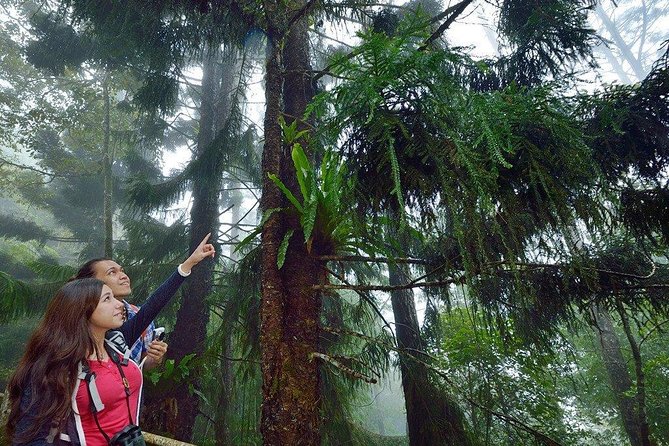 Kinabalu Park Tour with Desa Dairy Farm & Poring Hot Springs - Poring Hot Springs and the canopy walkway