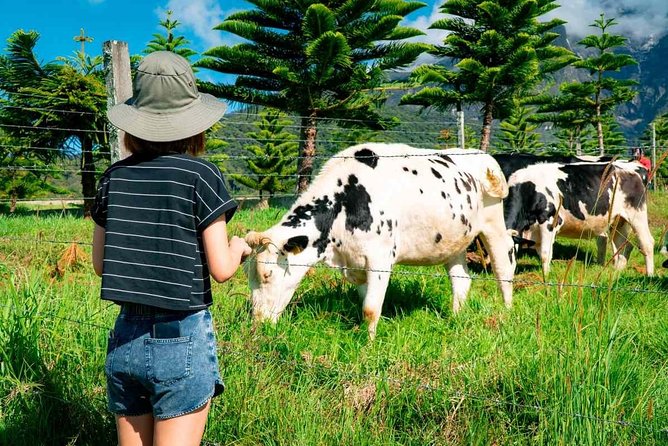 Kinabalu Park With Rumah Terbalik & Desa Cow Farm - Who will enjoy this day most
