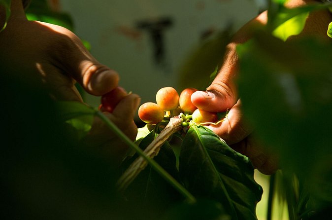 Kona Coffee Tasting: A Farm to Cup Experience - From cultivation to roast