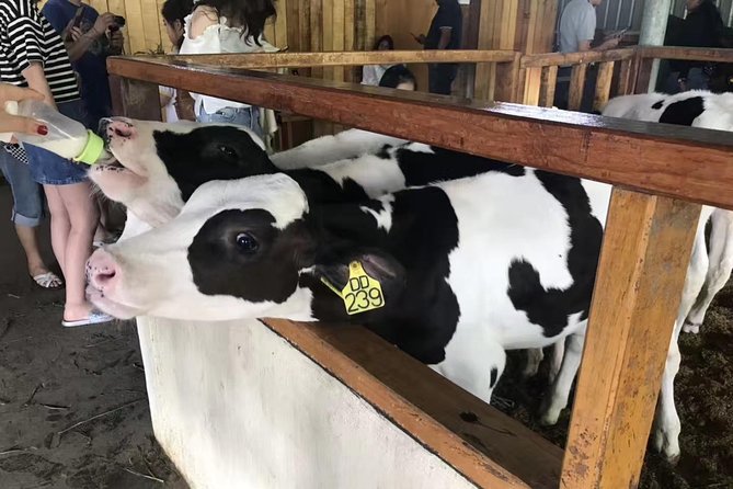 Kota Kinabalu ATV Riding and Dairy Farm at Mountain Kinabalu - Why this Sabah day trip works