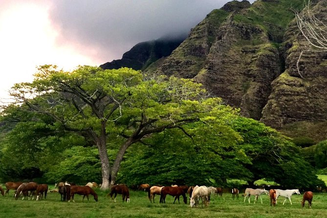 Kualoa Ranch - Horseback Walking Tour - What the two-hour route includes