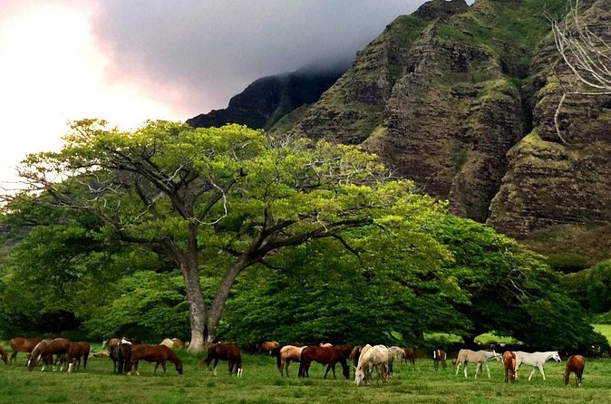 Kualoa Ranch - Horseback Walking Tour - Who will enjoy this ride most?