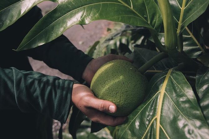 Kualoa Ranch - Kualoa Grown Tour - Orchards, flowers, and seasonal fruit