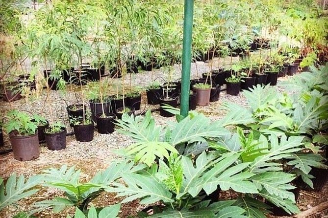 Kualoa Ranch - Kualoa Grown Tour - What guides add to the experience