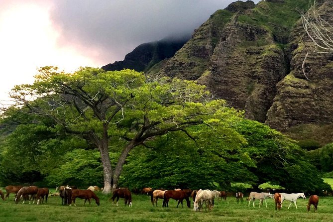 Kualoa Ranch: Novice E-Bike - Movie locations and ranch stories