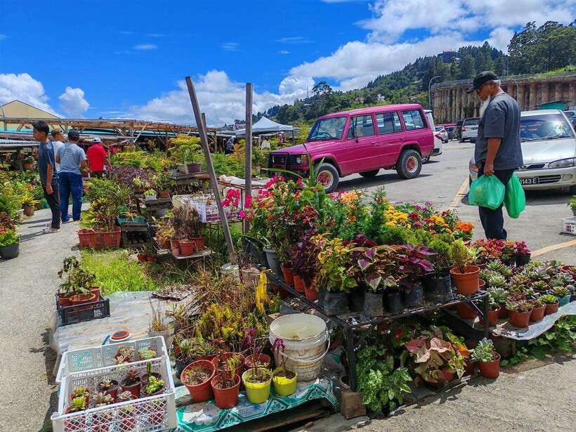 Kundasang : ATV Ride, Dairy Farm Visit & Meal Shared Tour - Kundasang Vegetable Market and the everyday highlands
