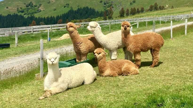 Kundasang: Day Tour with Desa Dairy Farm and Alpaca Club - Weather, crowds, and what to pack