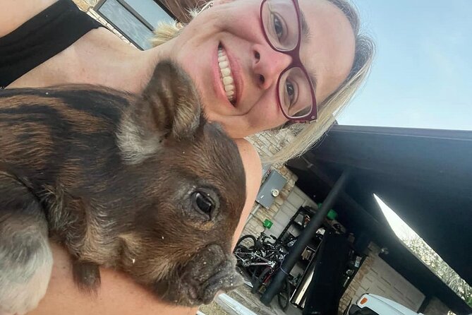 KuneKune Pig Farm Tour - Meeting the KuneKune pigs in Hutto